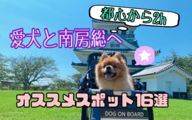 愛犬と遊べる南房総・鴨川のおすすめスポット16選☆雨の日もOKなスポットも紹介！