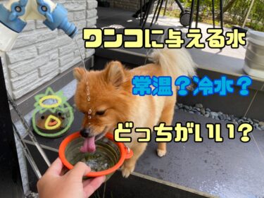 犬に与える水は常温がいい？冷水がいい？犬に与える水の温度について解説！