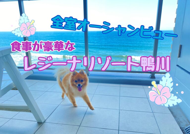 人も犬もプールに入れる 全室オーシャンビューのレジーナリゾート鴨川へ行こう 3 8 5 モコブログ ポメラニアンの子育て奮闘記