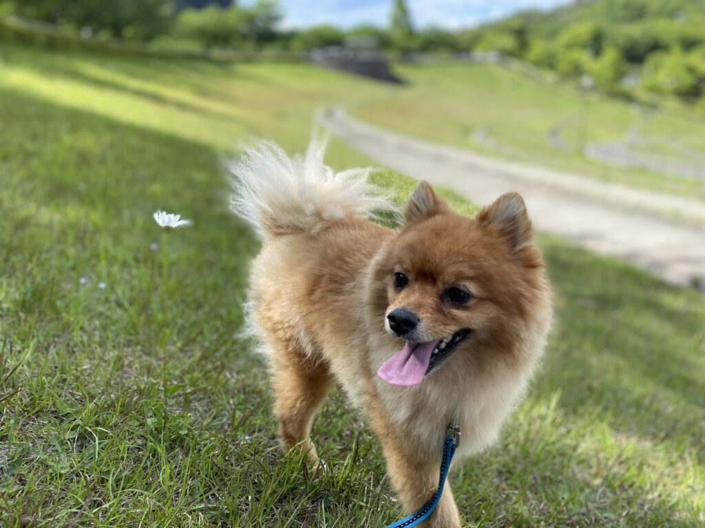 喜んでいるとは限らない しっぽの振り方わかる愛犬の気持ち モコブログ ポメラニアンの子育て奮闘記