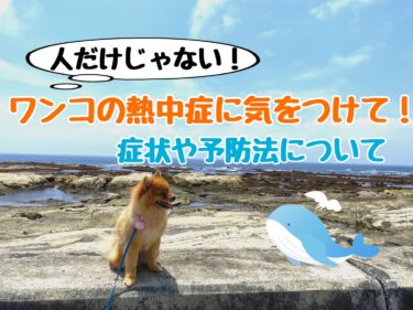 暑くなってきたこの季節に要注意！愛犬の『熱中症』の症状や予防法を解説☆