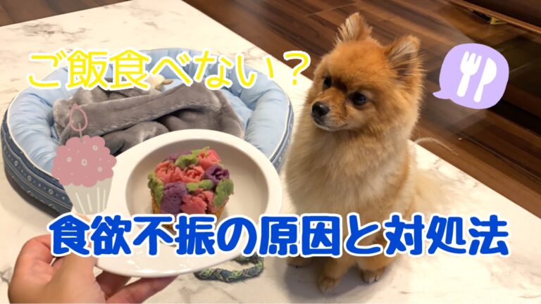 ご飯を食べない 犬の食欲不振の原因や対処法を解説 モコブログ ポメラニアンの子育て奮闘記