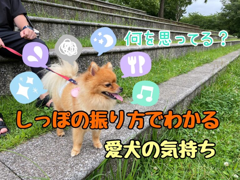 喜んでいるとは限らない しっぽの振り方わかる愛犬の気持ち モコブログ ポメラニアンの子育て奮闘記