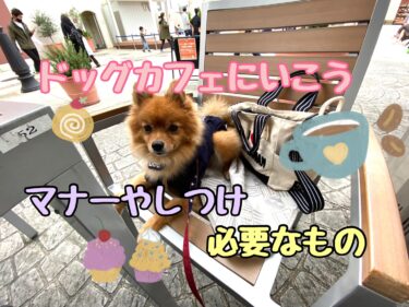 愛犬とドッグカフェに行こう！マナーやしつけ、必要なものなどを解説☆