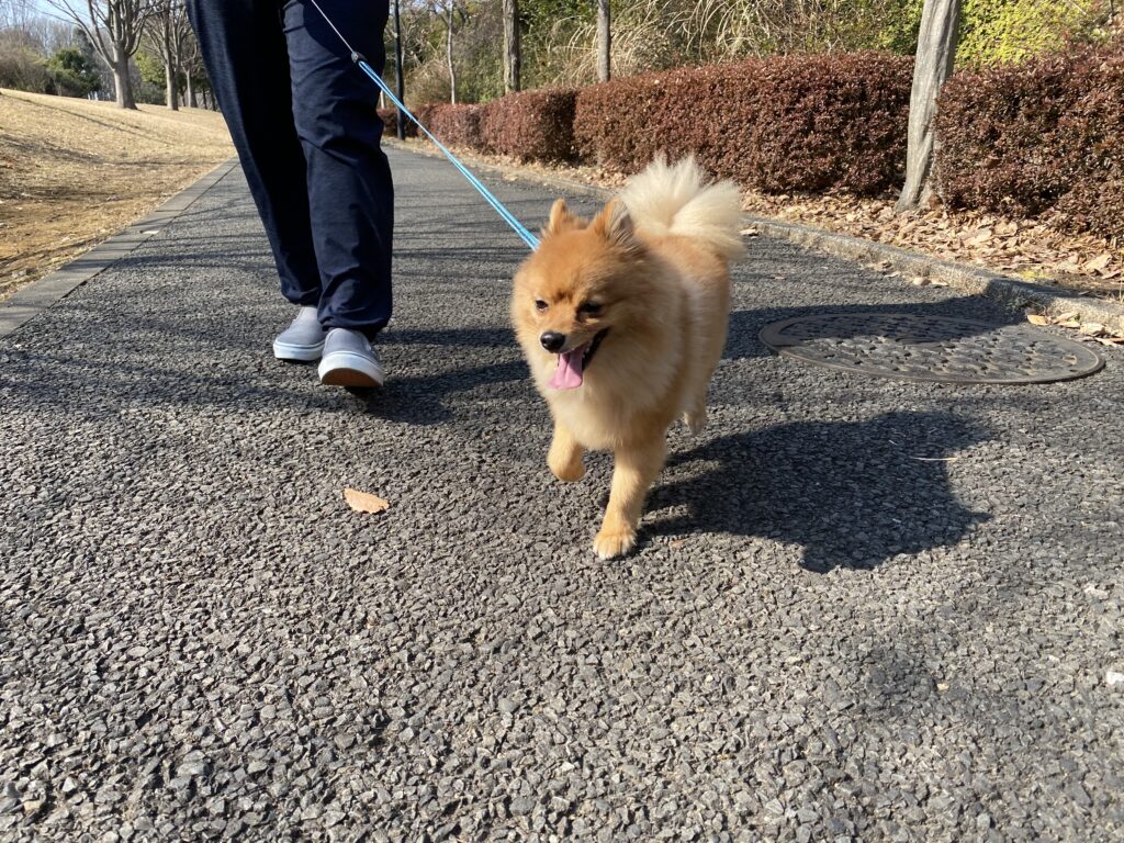 喜んでいるとは限らない しっぽの振り方わかる愛犬の気持ち モコブログ ポメラニアンの子育て奮闘記