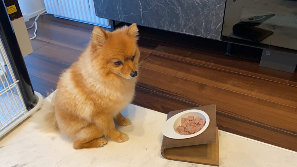 ご飯を食べない 犬の食欲不振の原因や対処法を解説 モコブログ ポメラニアンの子育て奮闘記