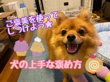 愛犬の上手な褒め方とは？ご褒美を使って楽しくしつける方法をご紹介☆