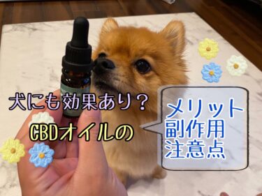 CBDオイルは犬にも効果アリ？メリットや副作用・注意点をご紹介☆