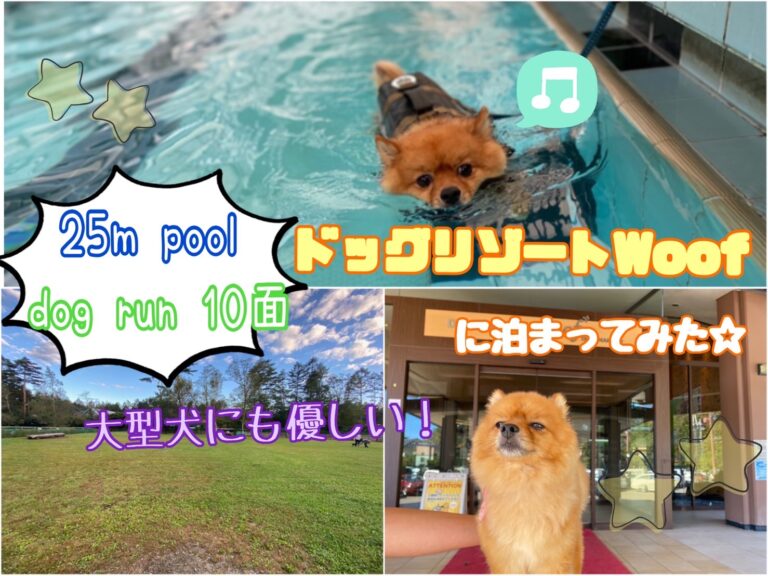 ドッグランが10面に25mのドッグプールまである 大型犬も安心のドッグリゾートwoof に泊まってみた 3 2 5 モコブログ ポメラニアンの子育て奮闘記
