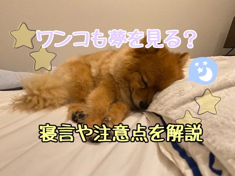 犬も夢を見る 睡眠中の寝言や注意点について解説 モコブログ ポメラニアンの子育て奮闘記