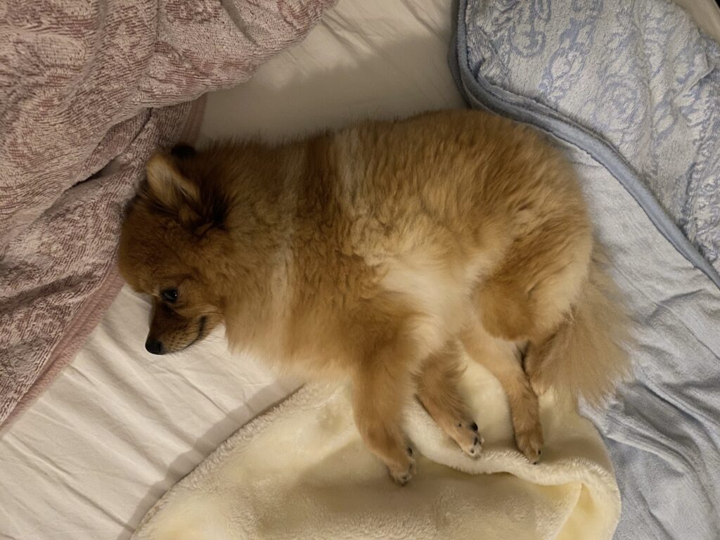 犬も夢を見る 睡眠中の寝言や注意点について解説 モコブログ ポメラニアンの子育て奮闘記