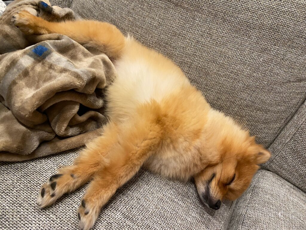 犬も夢を見る 睡眠中の寝言や注意点について解説 モコブログ ポメラニアンの子育て奮闘記