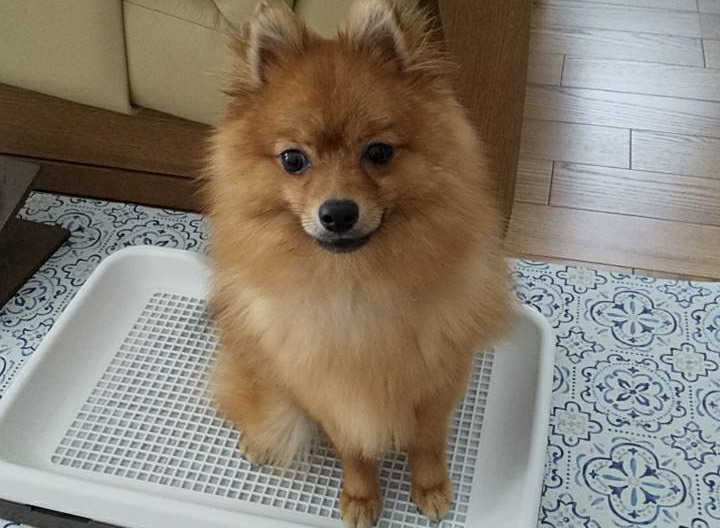 愛犬がトイレシートをぐちゃぐちゃにする時の対処法を伝授 モコブログ ポメラニアンの子育て奮闘記