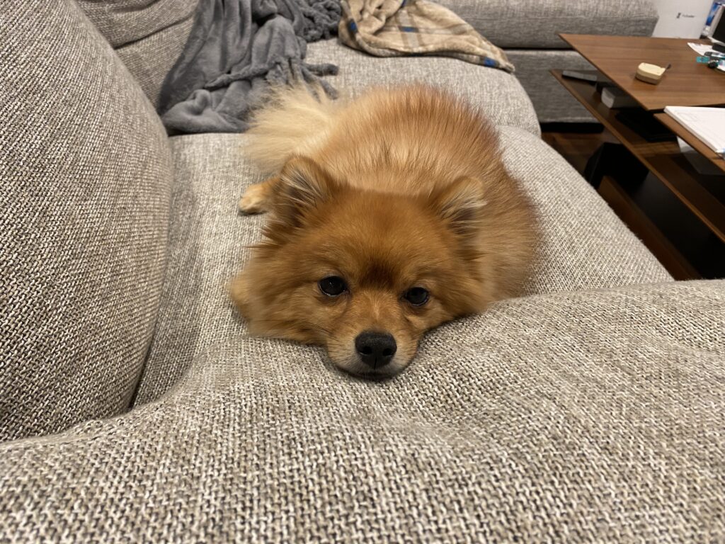 服従だけではない 愛犬がお腹を見せる心理とは モコブログ ポメラニアンの子育て奮闘記