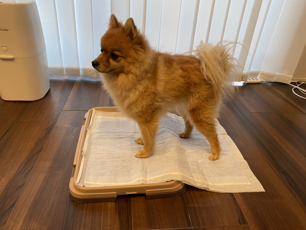 愛犬がトイレシートをぐちゃぐちゃにする時の対処法を伝授 モコブログ ポメラニアンの子育て奮闘記