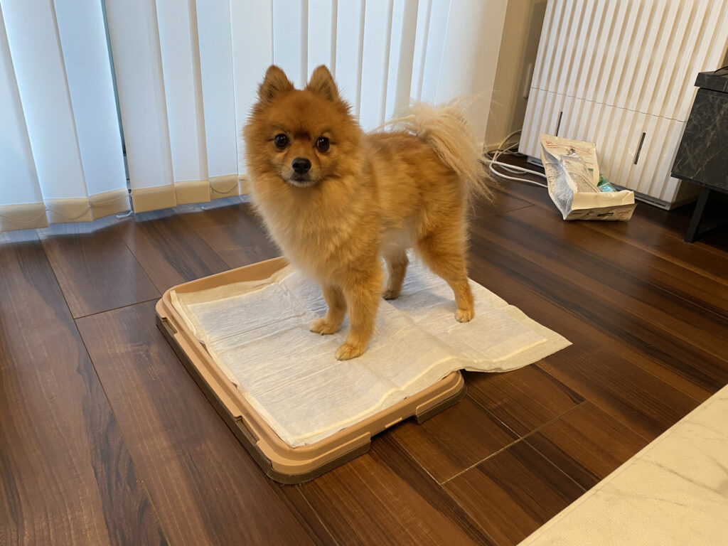 愛犬がトイレシートをぐちゃぐちゃにする時の対処法を伝授 モコブログ ポメラニアンの子育て奮闘記
