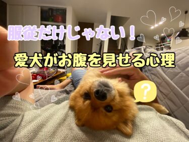 服従だけではない？愛犬がお腹を見せる心理とは？