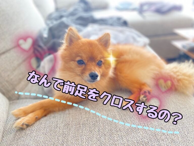 犬が前足をクロスさせるのにはどんな意味がある モコブログ ポメラニアンの子育て奮闘記