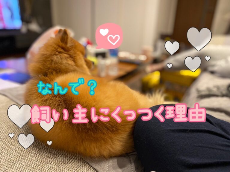 犬が飼い主さんに背中やお尻を向けるのはなぜ 理由や対処法を解説 モコブログ ポメラニアンの子育て奮闘記