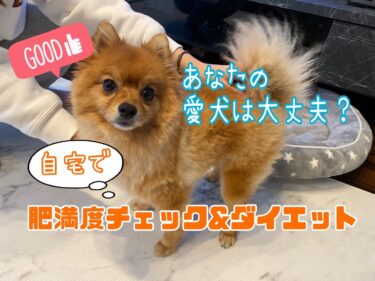 うちの子って太り過ぎ⁉︎自宅でできる愛犬肥満度チェックとダイエット法を紹介★