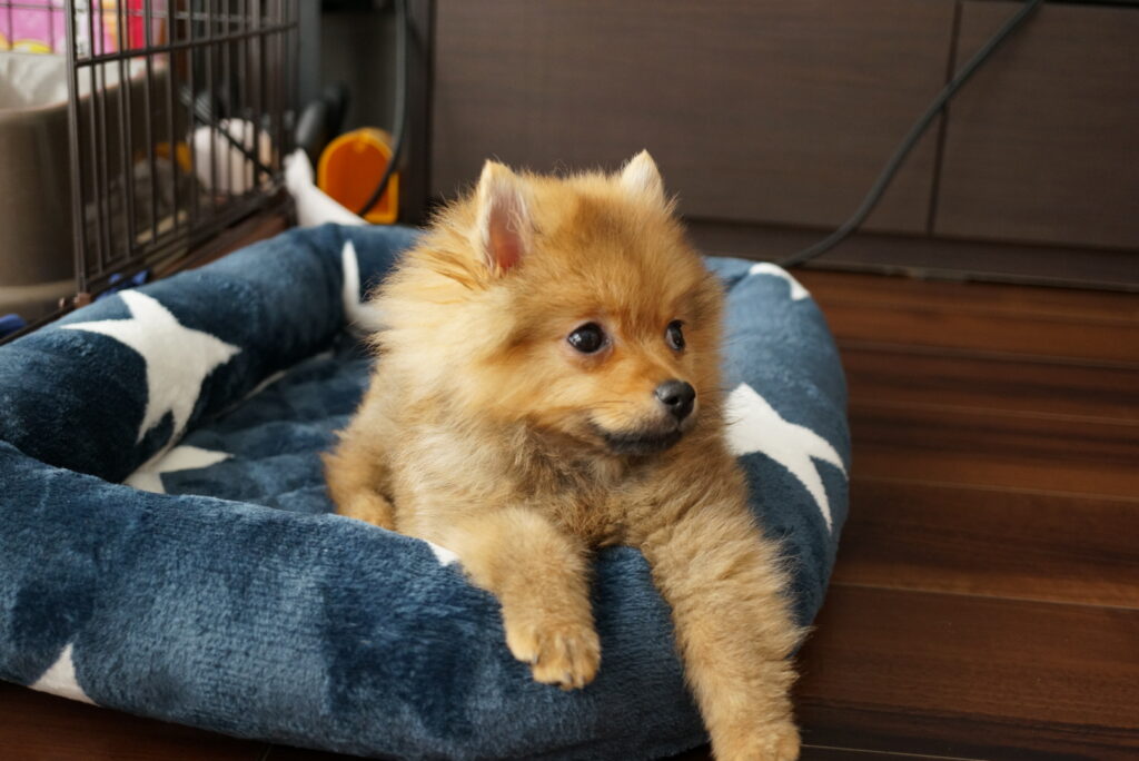 犬も嫉妬をする 嫉妬の原因や行動 対処法を解説 モコブログ ポメラニアンの子育て奮闘記