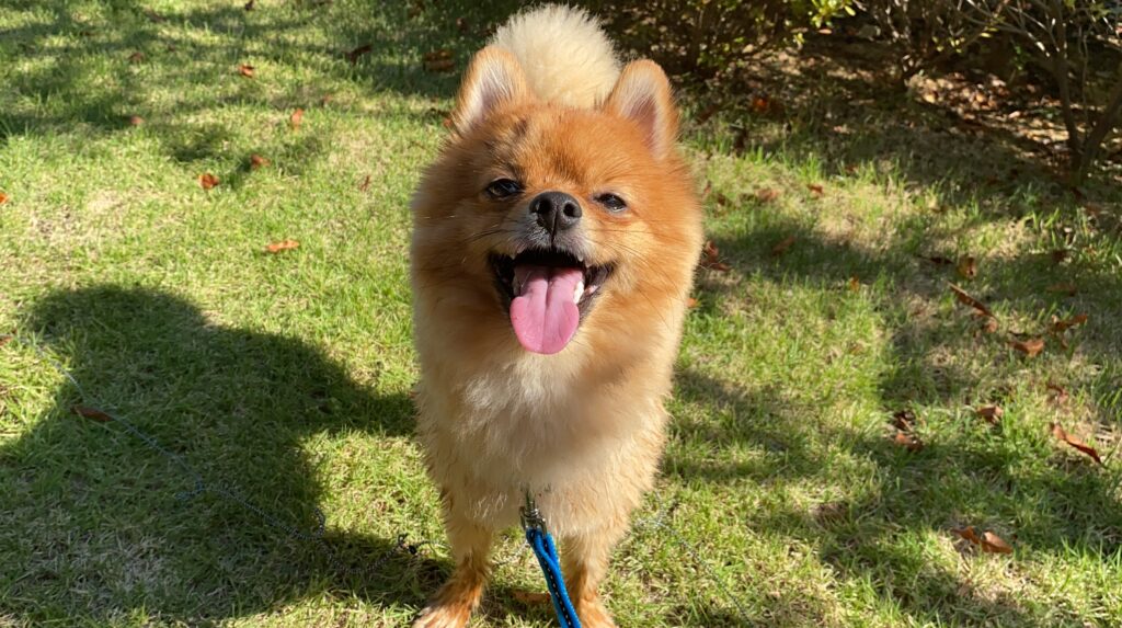 犬の鳴き声の意味とは 愛犬の鳴き方で気持ちを理解しよう しつけや対策法も解説 モコブログ ポメラニアンの子育て奮闘記