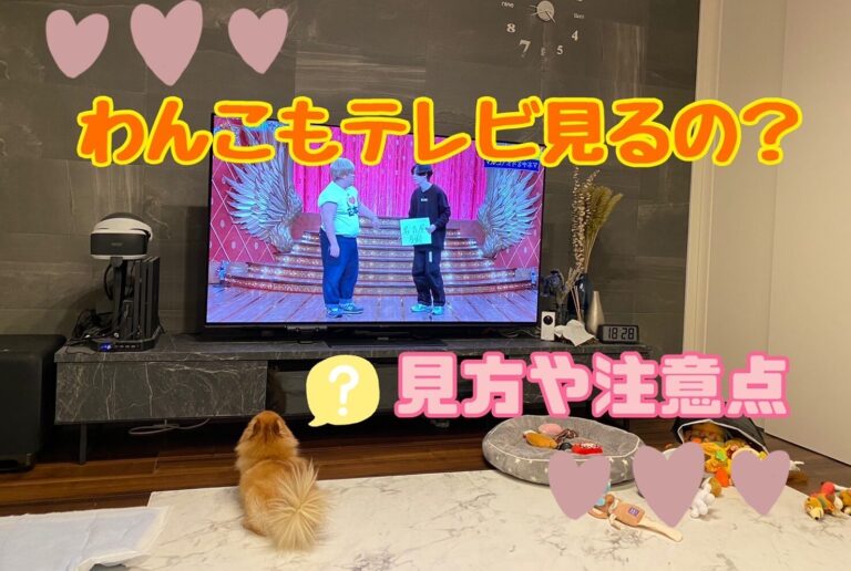 犬もテレビを理解できる テレビの見え方や注意点を解説 モコブログ ポメラニアンの子育て奮闘記