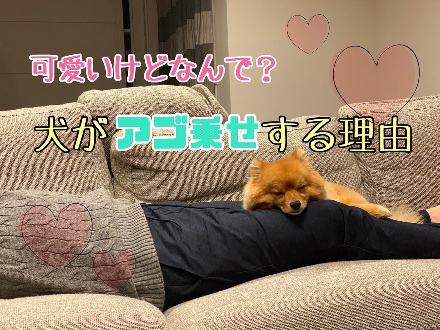 犬があご乗せする理由とは 心理や注意点 しつけ方を伝授 モコブログ ポメラニアンの子育て奮闘記