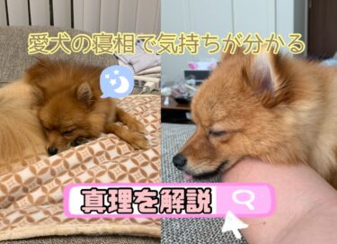 愛犬の寝相で気持ちが分かる？寝相から分かる心理や注意点を解説☆