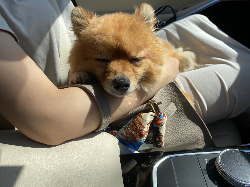 犬があご乗せする理由とは 心理や注意点 しつけ方を伝授 モコブログ ポメラニアンの子育て奮闘記