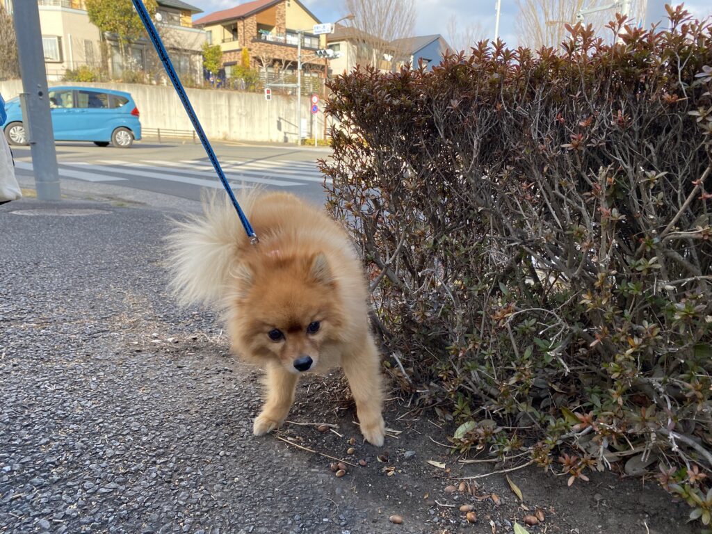 マーキングはやめさせられる しつけ法やマーキングの理由について解説 モコブログ ポメラニアンの子育て奮闘記 マーキングはやめさせられる しつけ法やマーキングの理由について解説 モコブログ ポメラニアンの子育て奮闘記