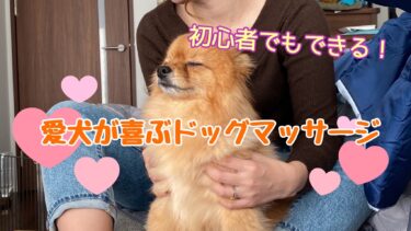 初心者でもできる？愛犬が喜ぶドッグマッサージの事前準備や正しい方法・ツボや注意点を解説☆