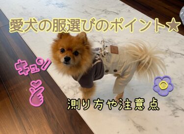 愛犬の服を選ぶためのポイントは？サイズの測り方や注意点を解説☆