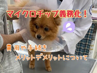 うちの子にも必要？ペットのマイクロチップ義務化における費用や手続き、メリット・デメリットについて解説☆