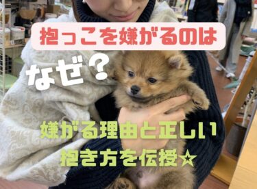 どうして乗ってくるの 愛犬が膝の上に乗る6つの理由を解説 モコブログ ポメラニアンの子育て奮闘記