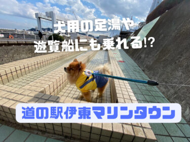 犬用の足湯に遊覧船まで乗れる⁉︎ 愛犬と「道の駅 伊東マリンタウン」に行ってみよう☆