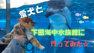 クレートは必要⁉︎雨の日でもペットと楽しめる下田海中水族館へ行こう☆
