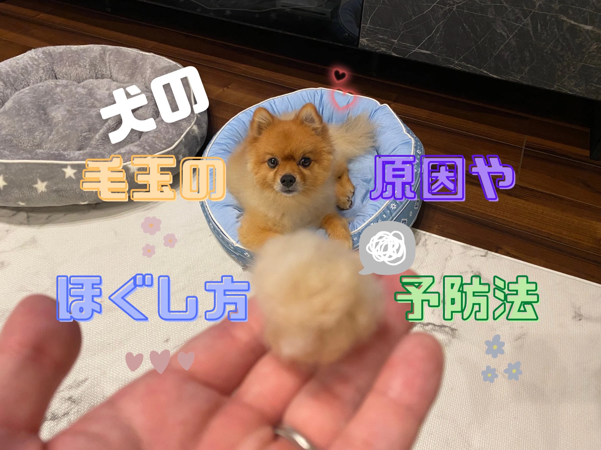 放っておくと危ない 犬の毛玉の原因とほぐし方や予防法を解説 モコブログ ポメラニアンの子育て奮闘記