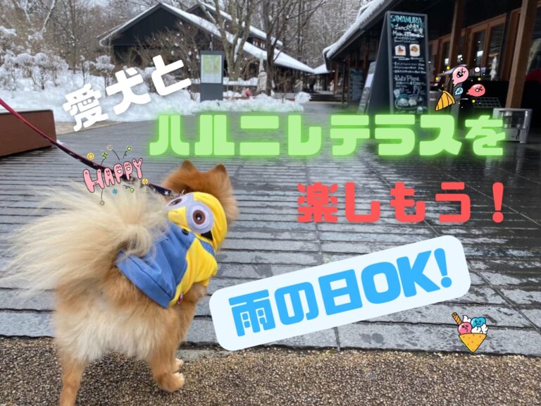 雨の日ok 愛犬とハルニレテラスで軽井沢を満喫しよう モコブログ ポメラニアンの子育て奮闘記