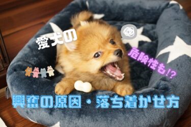 愛犬の興奮が止まらない⁉︎興奮する原因や危険性、落ち着かせ方などを解説☆