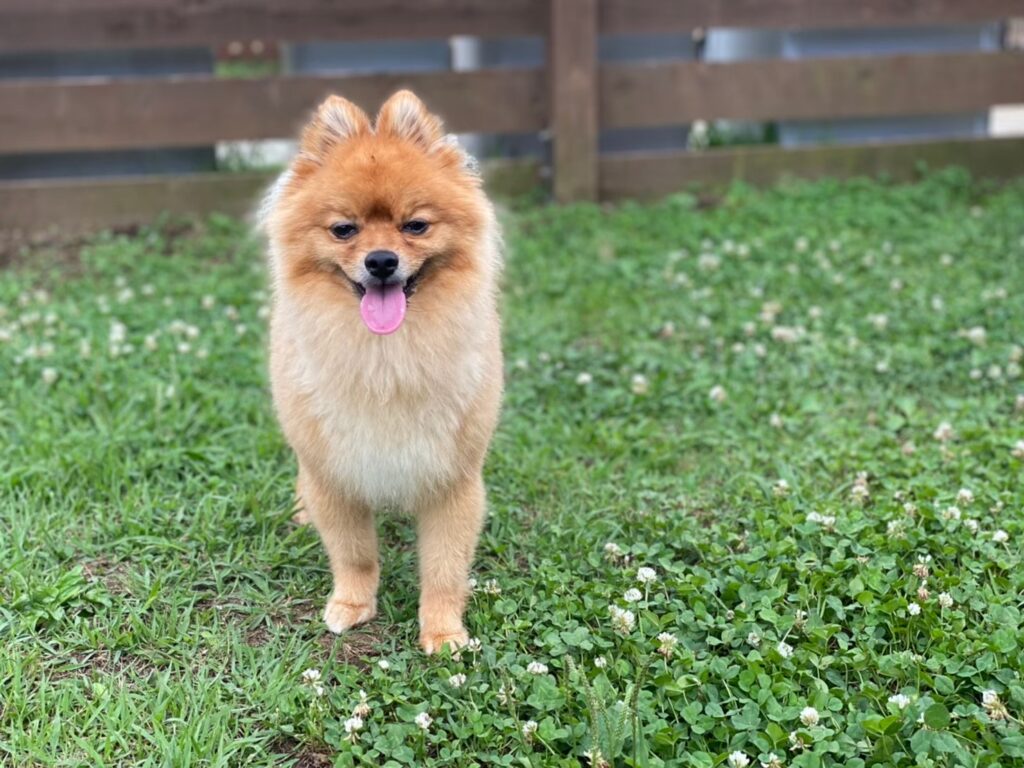 愛犬から信頼されてる？行動やしぐさで分かる愛犬の愛情表現15選！│モコブログ