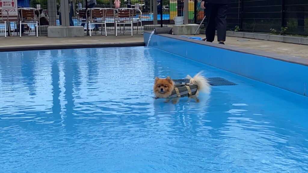 都心から1時間 犬の楽園 わんダフルネイチャーヴィレッジ に行って来た モコブログ ポメラニアンの子育て奮闘記