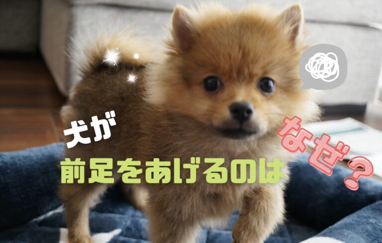犬の雑学 モコブログ ポメラニアンの子育て奮闘記