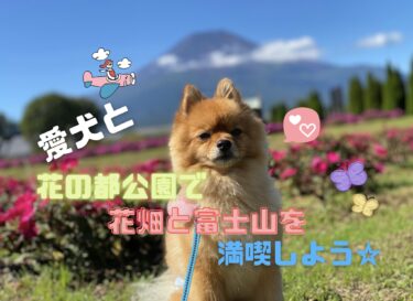 リードで入れる？愛犬と「花の都公園」で花畑と富士山を満喫しよう☆