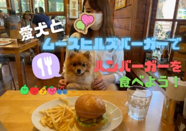 店内に愛犬も入れる⁉︎愛犬と「ムースヒルズバーガー」でハンバーガーを食べよう☆