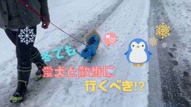 冬でも散歩に行くべき？冬の犬の散歩の注意点やケア方法、便利グッズについて解説☆