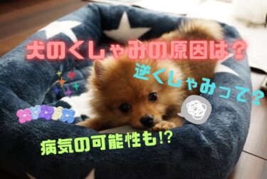 犬のくしゃみが止まらない原因は？病気の可能性や逆くしゃみについて解説☆