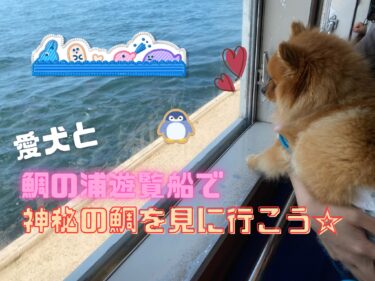 リードで大丈夫？愛犬と「鯛の浦遊覧船」で神秘の鯛が泳ぐ内浦湾を周遊しよう☆