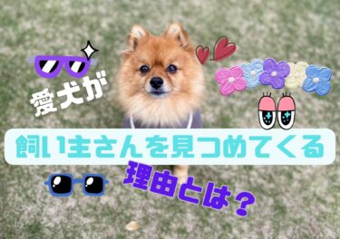 愛犬が飼い主さんをじっと見つめてくる時の心理とは？理由や対処法を解説☆