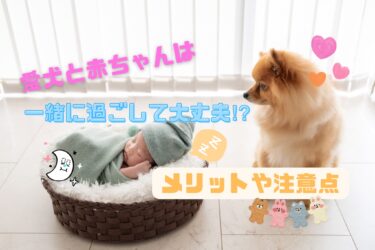 犬と赤ちゃんは一緒に生活して大丈夫？メリットやトラブルを防止する注意点・対策を解説☆